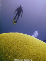 Largest brain coral in the western hemisphere - Coral Gar... by Erik Van Doesburg 